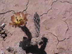 Pterocactus tuberosus