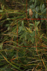 Thermopsis alpina