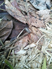 Armadillidium vulgare