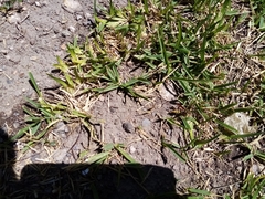 Polistes xanthogaster