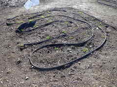 Microseris laciniata