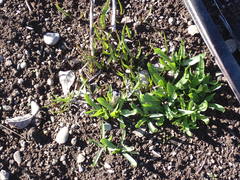 Microseris laciniata