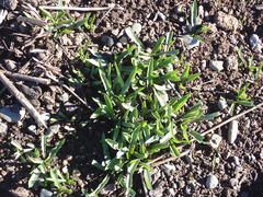 Microseris laciniata