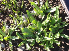 Microseris laciniata