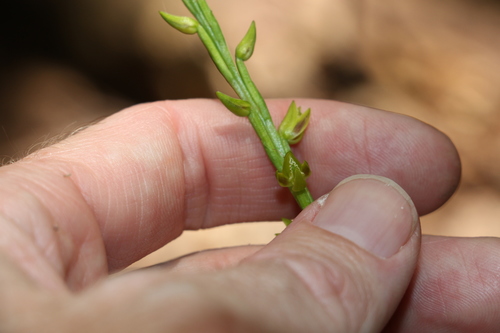 Image of Prasophyllum flavum by (c) Greg Tasney, some rights reserved (CC BY-SA)