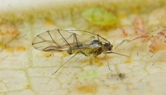 Euceraphis punctipennis