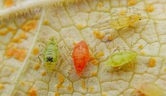 Euceraphis punctipennis