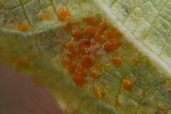 Melampsoridium betulinum