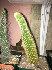 Cleistocactus colademononis