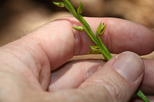 Image of Prasophyllum flavum by (c) Greg Tasney, some rights reserved (CC BY-SA)