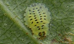 Crypturaphis grassii