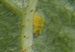 Crypturaphis grassii