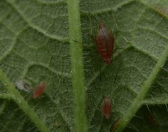 Microlophium carnosum