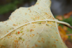 Euceraphis punctipennis