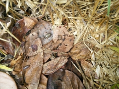 Armadillidium vulgare