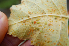 Euceraphis punctipennis