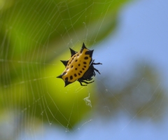 Gasteracantha cancriformis
