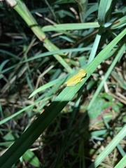 Dendropsophus parviceps