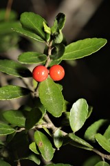 Ilex vomitoria image
