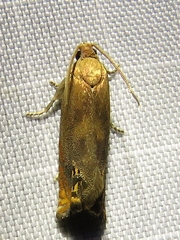 Hystrichophora taleana