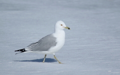 Larus delawarensis