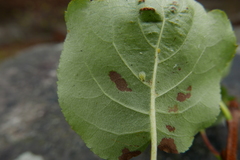 Crypturaphis grassii