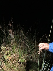 Leptodactylus wagneri