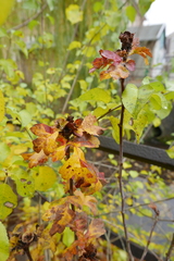 Dasineura crataegi