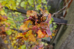 Dasineura crataegi