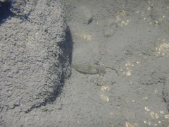 Macrobrachium australiense