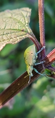 Ericydeus