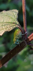 Ericydeus