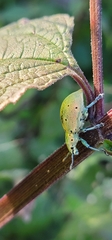 Ericydeus
