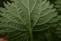 Microlophium carnosum