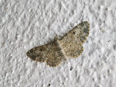 Eupithecia semigraphata