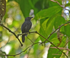 Thamnomanes schistogynus