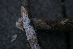 Vuilleminia comedens