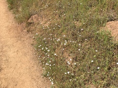 Leptosiphon grandiflorus