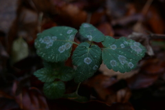 Neoerysiphe galeopsidis