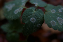 Neoerysiphe galeopsidis