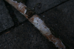 Vuilleminia comedens