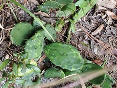 Opuntia mesacantha