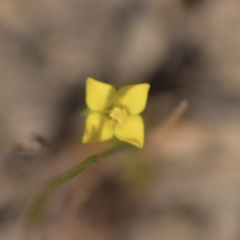 Cicendia quadrangularis