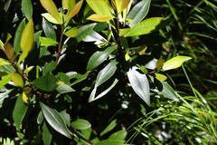 Tristaniopsis collina