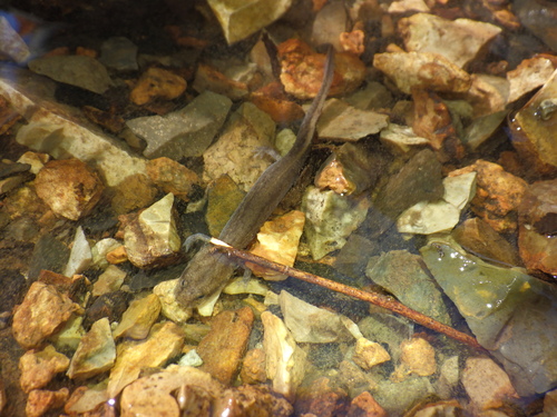 Grotto Salamander, Eurycea spelaea