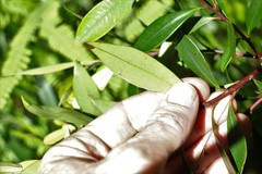 Tristaniopsis collina