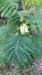 Paraserianthes lophantha image