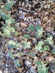 Aristolochia wrightii