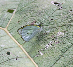 Leptophobia penthica
