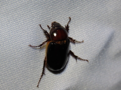 Ancognatha scarabaeoides
